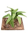 Agave modellabile h 6 cm per presepe Mondo Presepi