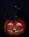 Carved pumpkin with cat and battery-operated light h 23 cm