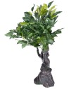 Roble para belén h 40,5 cm