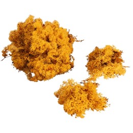 Lichene giallo oro disponibile in buste da: