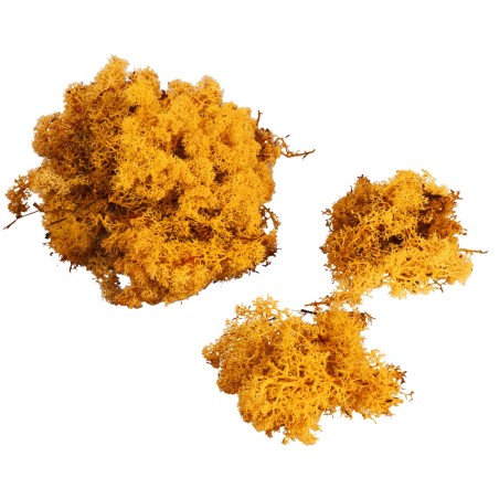 Lichene giallo oro disponibile in buste da: