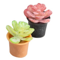 Maceta de planta suculenta en colores surtidos cm 2x2,5 h