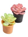 Vaso di pianta grassa in colori assortiti cm 2x2,5 h