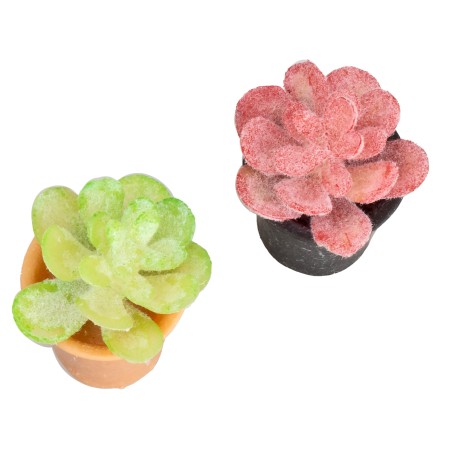 Maceta de planta suculenta en colores surtidos cm 2x2,5 h