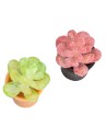Succulent plant pot in assorted colors cm 2x2.5 h