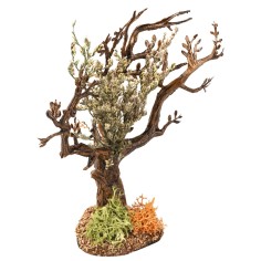 Albero d’ulivo h 13 cm per presepe Mondo Presepi 2
