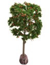 Red apple tree 15 cm
