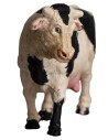 Mucca lux cm 12x7 per statue cm 12-15
