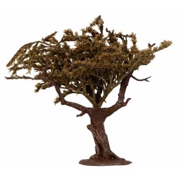 Pianta di ulivo con foglie 15 cm