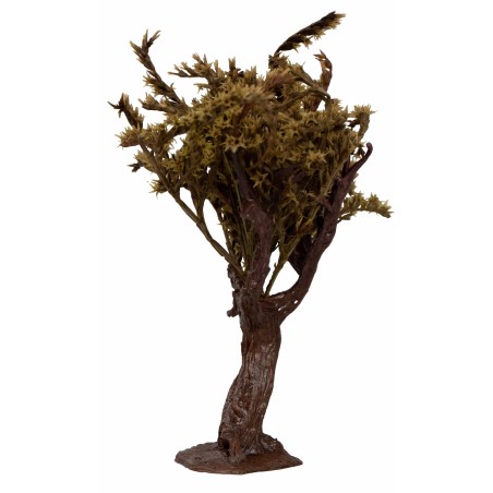Pianta di ulivo con foglie 15 cm