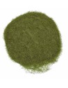 Erba statica verde oliva 30 gr