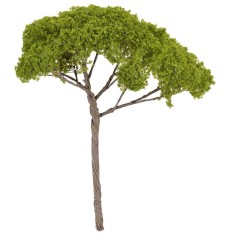 Albero di pino a ombrello h 14 cm verde chiaro