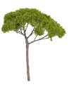 Umbrella pine tree h 14 cm light green