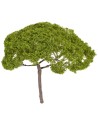 Umbrella pine tree h 14 cm light green