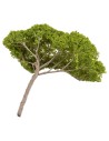 Albero di pino a ombrello h 14 cm verde chiaro