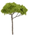 Albero di pino a ombrello h 12 cm verde chiaro