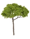 Albero di pino a ombrello h 12 cm verde chiaro