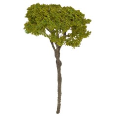 Albero di pino mediterraneo cm 12 h 2