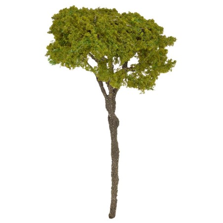 Albero di pino mediterraneo cm 12 h
