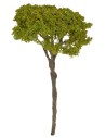 Albero di pino mediterraneo cm 12 h