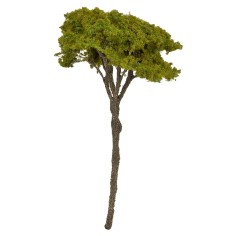 Albero di pino mediterraneo cm 12 h