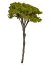 Mediterranean pine tree 12 cm h