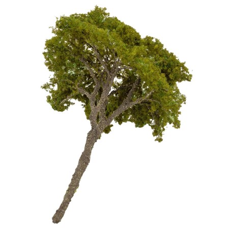 Albero di pino mediterraneo cm 12 h
