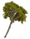 Albero di pino mediterraneo cm 12 h