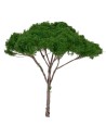Albero di pino a ombrello h 14 cm verde scuro
