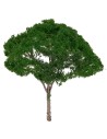 Albero di pino a ombrello h 14 cm verde scuro