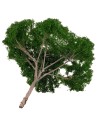 Albero di pino a ombrello h 14 cm verde scuro