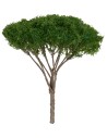 Albero di pino a ombrello h 9 cm verde scuro