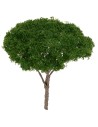 Dark green umbrella pine tree h 9 cm
