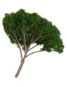 Dark green umbrella pine tree h 9 cm