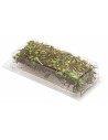 Edera con rami e foglie 10 gr per Presepe e modellismo