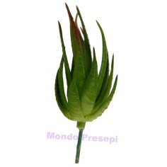 Aloe Mondo Presepi