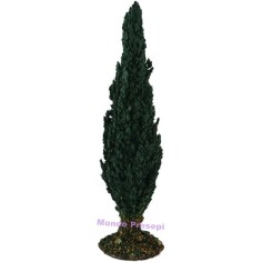 Cypress 20 cm h.