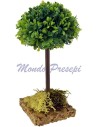 Olmo árbol cm 13 h.