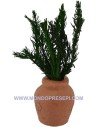 Terracotta vase with a plant