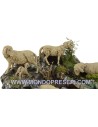 Gruppo pecore in movimento con ruscello Mondo Presepi