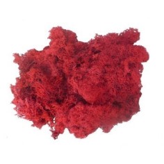 Líquenes rojos 150 g Mundo Pesebre