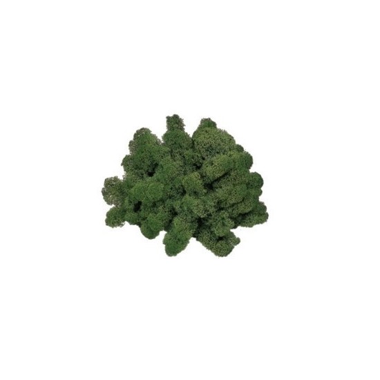 Líquenes verde musgo 50 gr Mondo Presepi