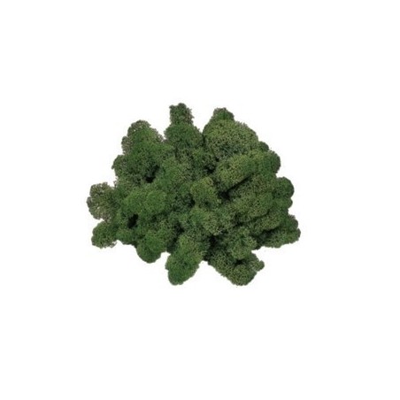 Lichene verde muschio 150 gr