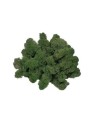Lichen, moss green 1 Kg